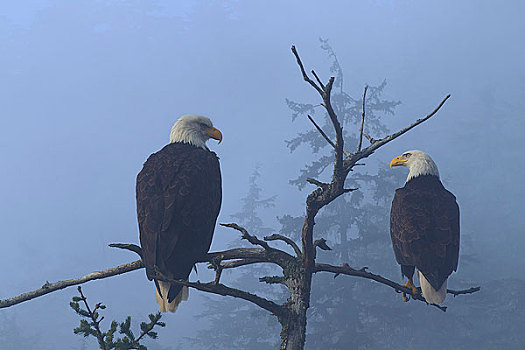 白头鹰,栖息,上面,老,云杉,通加斯国家森林,东南阿拉斯加,冬天,合成效果