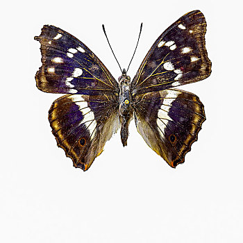 紫闪蛱蝶蝴蝶标本