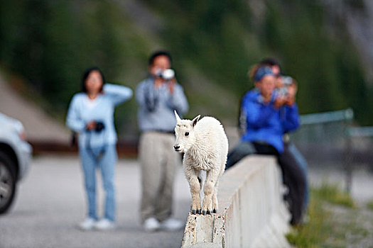石山羊,雪羊,落基山,山羊,碧玉国家公园,艾伯塔省,加拿大