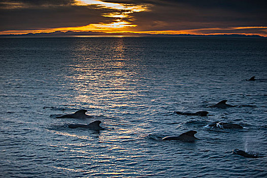 大吻巨头鲸,短肢领航鲸,平面,下加利福尼亚州,墨西哥