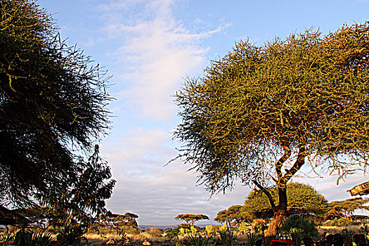 非洲肯尼亚热带植物-合欢树