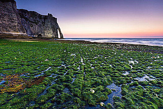 绿色,海藻,遮盖,海滩,正面,黄昏,薪水,上诺曼底大区,法国