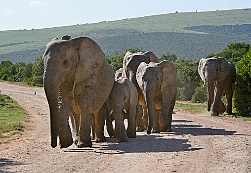 非洲象,阿多大象国家公园,东开普省,南非,非洲