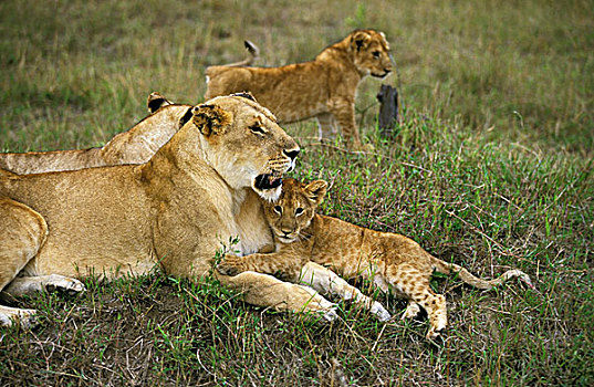 非洲,狮子,大型猫科动物,幼兽,肯尼亚
