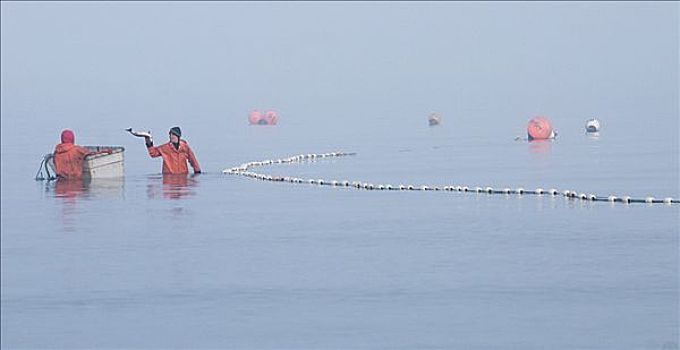 挑选,红鳟鱼,网,纳克内克,北岸,布里斯托湾