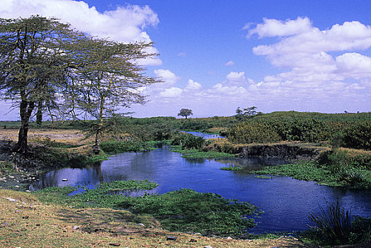 肯尼亚,安伯塞利国家公园,风景,河