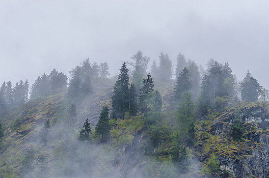 雾,树,山