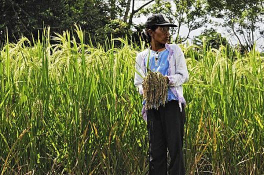 巴厘岛,女人,收获,稻米,印度尼西亚,东南亚