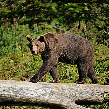 棕熊,走,原木,动物,公园,巴伐利亚森林国家公园,巴伐利亚,德国,欧洲