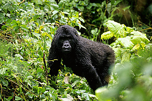 乌干达,山地大猩猩,雌性