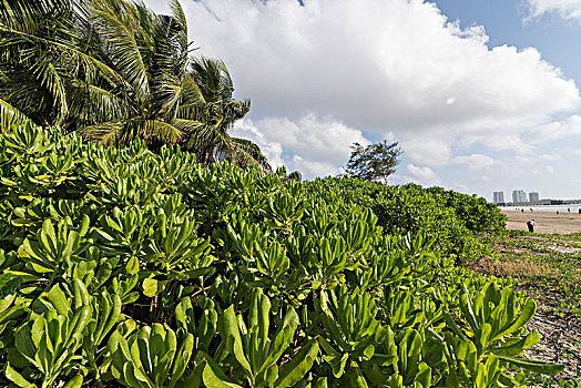 海南文昌高隆湾的椰树与灌木丛