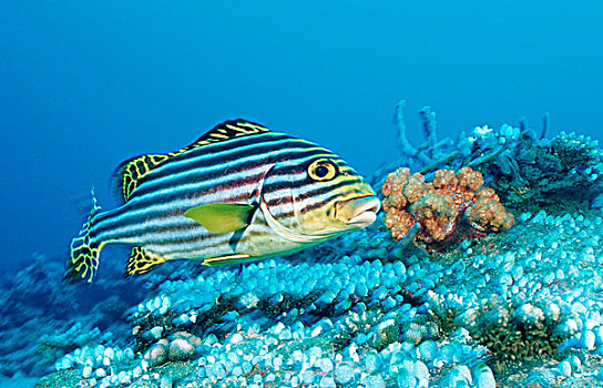珊瑚鱼,马尔代夫,印度洋