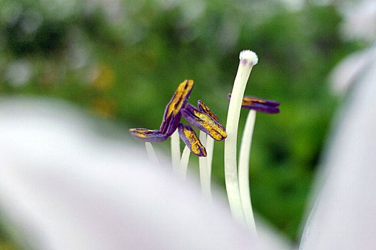 百合花