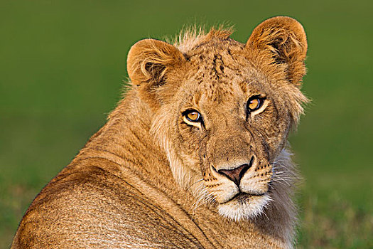 头像,狮子,马赛马拉国家保护区,肯尼亚,非洲
