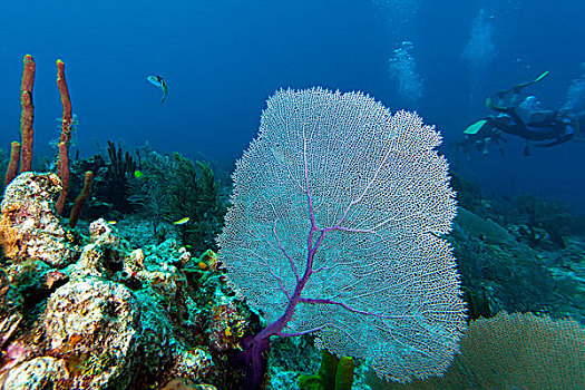 紫色,海扇,柳珊瑚虫,潜水,背景