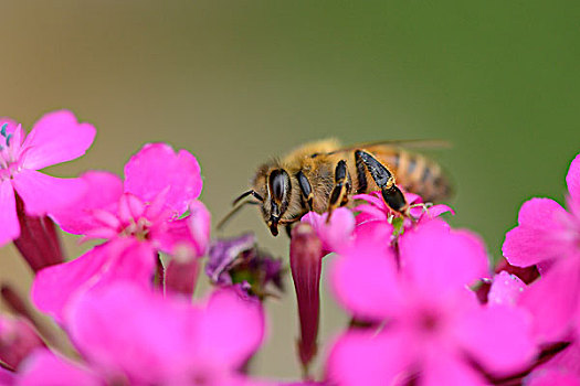 西部,蜜蜂,意大利蜂,花,灰尘,侧面视角
