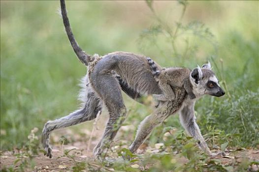 节尾狐猴,狐猴,展示,脱发,中美洲,树,脆弱,贝伦提私人保护区,马达加斯加