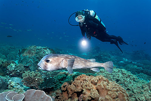 潜水,珊瑚礁,岛屿,自然保护区,省,印度洋,阿曼苏丹国