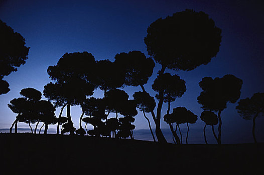 剪影,树,黄昏,安达卢西亚,西班牙