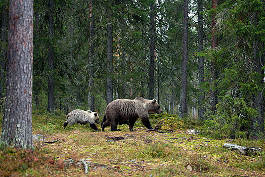 棕熊,幼兽,树林,北方,卡瑞里亚,芬兰,欧洲