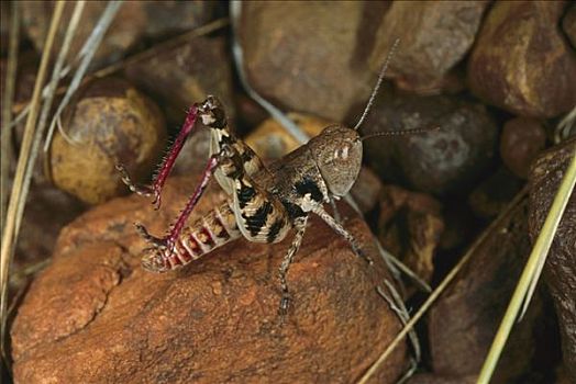 蝗虫,无名,澳大利亚