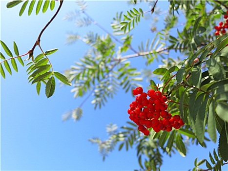 秋天,花楸果,欧州花椒