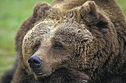 棕熊,成人,头像,鬼脸