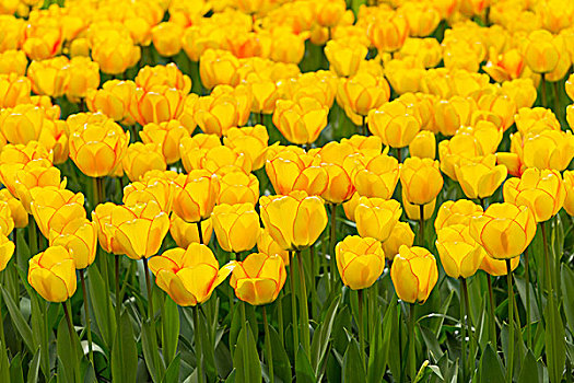 黄色,郁金香,红色,库肯霍夫花园,春天,荷兰南部,荷兰