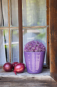紫色,葱属植物,花,容器,靠近,红洋葱,乡村,窗台