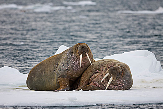 挪威,斯瓦尔巴特群岛,岛屿,海象,休息,一起,冰山,湾