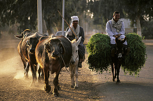 埃及,开罗附近,农民,牲畜,紫花苜蓿