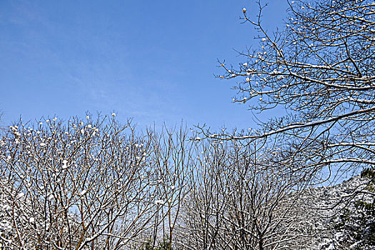 树枝积雪