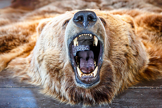 熊,张嘴,特写,正面,叫,躺着