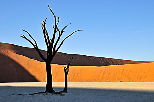 枯木,死亡谷,粘土,早晨,亮光,纳米布沙漠,纳米比诺克陆夫国家公园,纳米比亚,非洲
