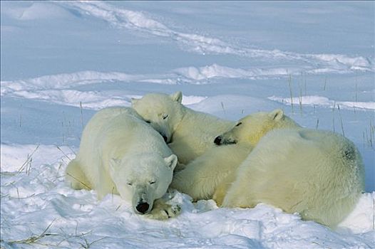 北极熊,母兽,睡觉,雪,丘吉尔市,曼尼托巴,加拿大