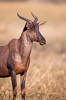 头像,转角牛羚,站立,草,奥卡万戈三角洲,博茨瓦纳,非洲