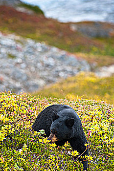 黑熊,觅食,浆果,靠近,小路,出口,冰河,背景,奇奈峡湾国家公园,阿拉斯加,秋天