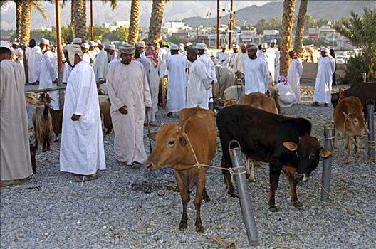 牛,出售,尼日瓦,阿曼苏丹国