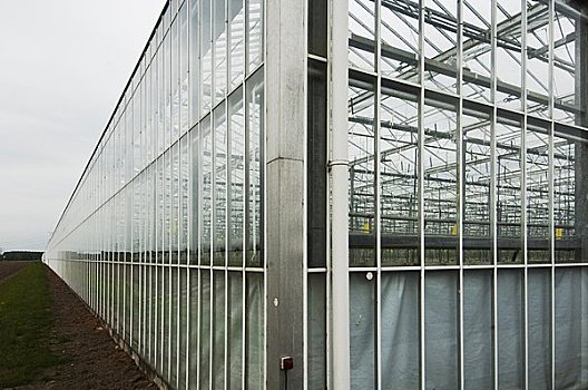温室,荷兰