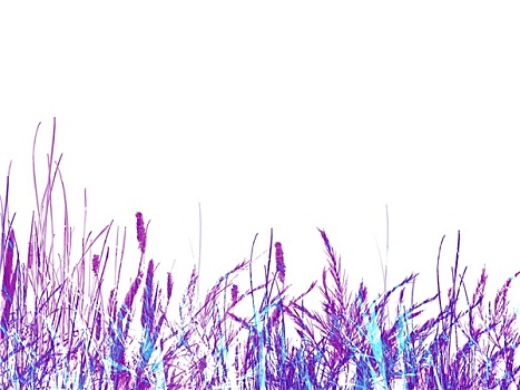 丁香,紫色,草,芦苇,插画