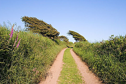 靠近,铜,海岸,沃特福德,爱尔兰