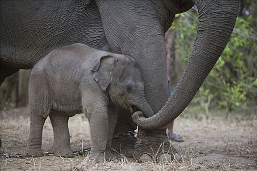 亚洲象,象属,母亲,接触,星期,老,幼兽,训练,工作,大象,旅游,虎,追踪,印度