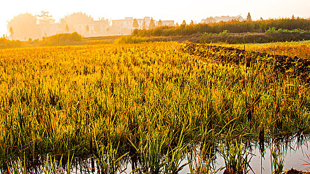 深秋金黄色的回忆,记录湖南农村的十一月田野秋色