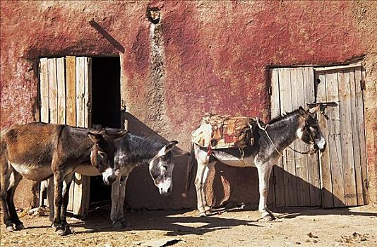驴,正面,房子,哺乳动物,宠物,靠近,马拉喀什,摩洛哥,非洲,动物