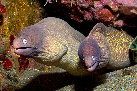 海鳝种类图片