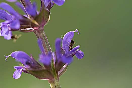 薰衣草