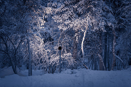 冬季芬兰北部白色的雪原与森林