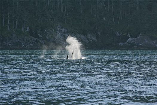 逆戟鲸,湾,阿拉斯加,美国