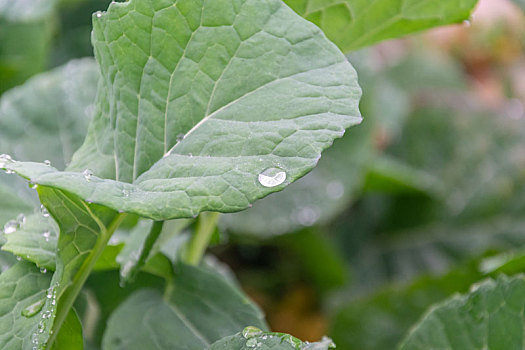 叶子上的雨水