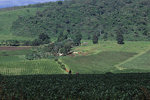 坦桑尼亚,靠近,阿鲁沙,咖啡种植园,洋蓟,前景